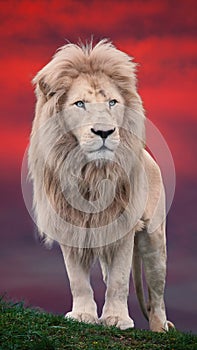 Lion portrait with a red background