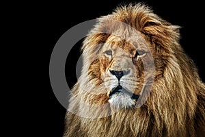 Lion portrait with rich mane on black photo