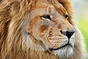 Lion portrait with rich mane on savanna, safari