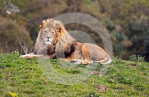 Lion portrait sitting on a hill