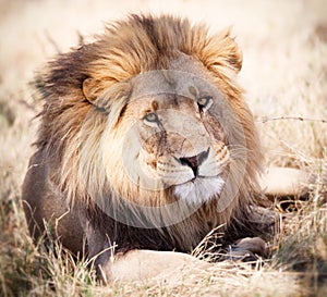 Lion portrait watching intently in Zambia Africa