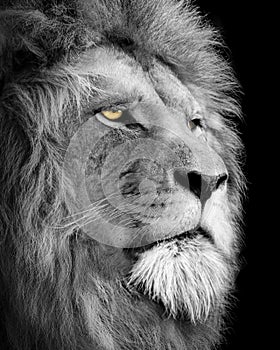 Lion , Portrait Wildlife animal , Black White