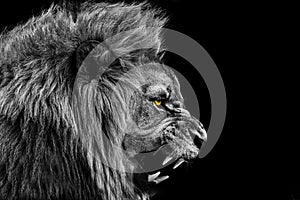 Lion , Portrait Wildlife animal , Black White