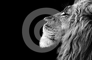 Lion , Portrait Wildlife animal , Black White