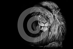 Lion , Portrait Wildlife animal , Black White