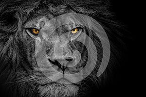 Lion , Portrait Wildlife animal , Black White