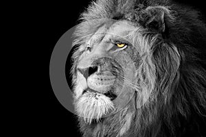 Lion , Portrait Wildlife animal , Black White