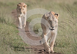 Lion portraits and close-ups in Maasai Mara Kenya