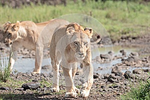 Lion portraits and close-ups in Maasai Mara Kenya
