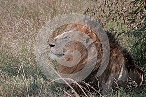 Lion portraits and close-ups in Maasai Mara Kenya