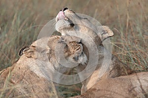 Lion portraits and close-ups in Maasai Mara Kenya