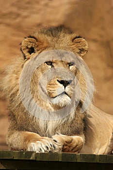 Lion posing