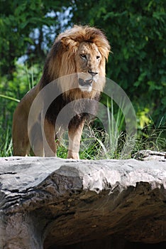 Lion Posing as King of the Jungle on a Rock