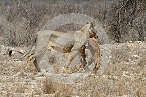Lion Prey