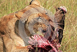 Lion With Prey