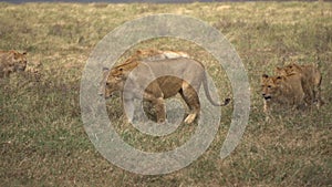 Lion Pride in African Savanna. Lioness and Cubs Walking, Male Lion Watching