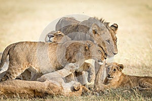 Lion pride greeting each other and bonding showing affection in Masai Mara Kenya photo