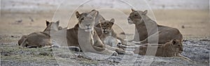 Lion pride in the Chobe River in Chobe National Park