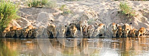 Lion pride drinking in Kruger national park south africa