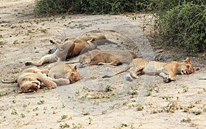 Lion pride, a family of lionesses sleeping and resting in the savannah