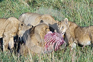 Lion pride feeding by a zebra kill. 