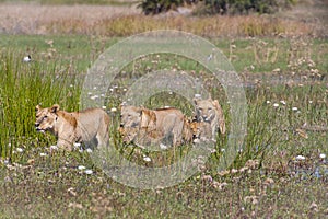 Lion Pride in Formation in Wetland