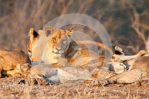 Lion pride in Kruger NP