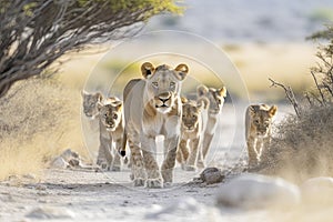 Lion pride led by an adult female lioness with lots of lion cubs walking