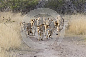 Lion pride led by an adult female lioness with lots of lion cubs walking