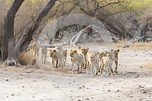 Lion pride led by an adult female lioness with lots of lion cubs walking