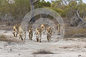 Lion pride led by an adult female lioness with lots of lion cubs walking