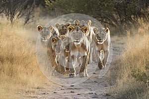 Lion pride led by an adult female lioness with lots of lion cubs walking