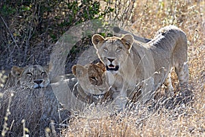 Lion photo