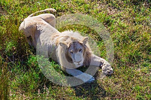 Lion Pride in nature