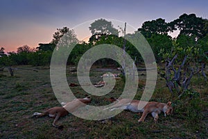 Lion pride pack sleeping in the bush nature, Khwai river area in Moremi, Botswana. Lions lying in the grass, siesta rest after