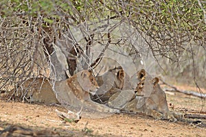 Lion pride (Panthera leo Krugeri) relaxing.