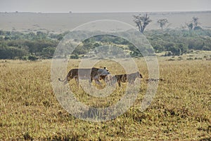 Lion pride, Panthera Leo, lionesses and cubs, Maasai Mara