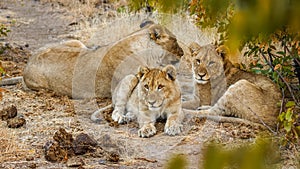 A lion pride  Panthera Leo resting, Ongava Private Game Reserve  neighbour of Etosha, Namibia.