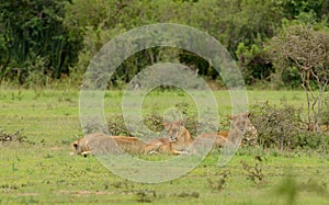 Lion pride resting in the serengeti