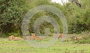 Lion pride resting in the serengeti