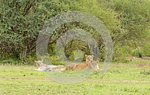 Lion pride resting in the serengeti