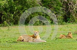 Lion pride resting in the serengeti