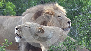 Lion pride roaring together - Greater Kruger National Park
