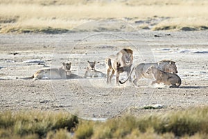 A lion pride in savanna