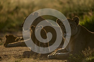 Lion pride under dramatic backlight with cubs at Serengeti National Park, Tanzania