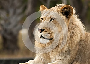 Lion Profile