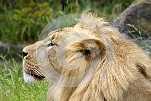 Lion profile