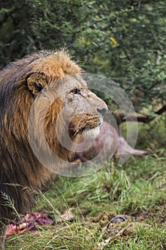 Lion Profile