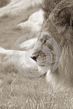 Lion in Profile