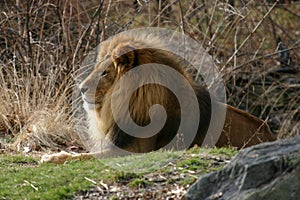 Lion Profile with Mane